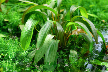 aquatic and marsh plants grow in water