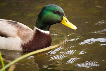 Wild ducks swim in a living nature on the river.