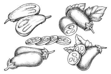 Set of isolated eggplant vector sketch. Aubergine