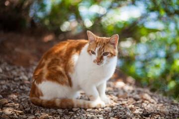 Naklejka na ściany i meble joli chat roux aux yeux verts dans la nature