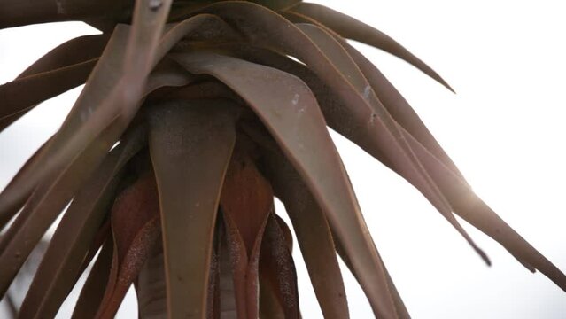 Close up of the golden sun shining between the leaves of a young single stem Quiver tree in Namibia