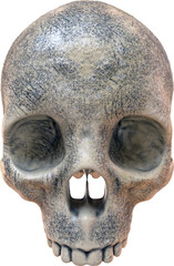 Naklejka premium Skull Isolated on a Transparent Background