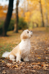 Cute shihtzu dog in nature. Little Dog in autumn leaves. Walking with a pet in the park at fall 
