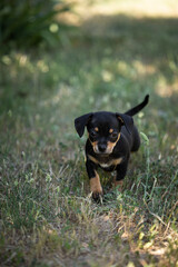 bébé chien chihuahua noir et beige dans un jardin