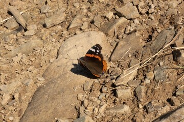Orange brown butterfly ridding on the surface of a stone, dissolved salts natural light. Butterfly on the stone.