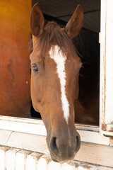 Portrait of a brown horse looking out of a stall window.