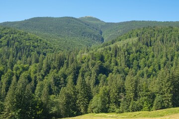 Beautiful pine trees on background high mountains.