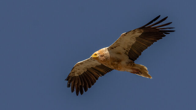 Egytian Vulture that photographed in Türkiye. This bird of prey is very common in Türkiye.