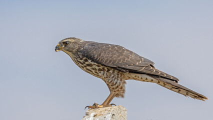 Levant Sparrowhawk that I photographed in Türkiye. Birds of prey.
