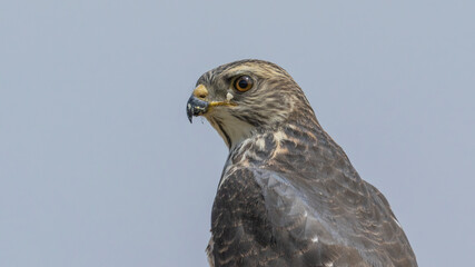 Levant Sparrowhawk that I photographed in Türkiye. Birds of prey.