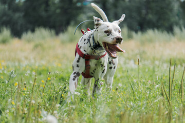 dalmatian dog run in the grass