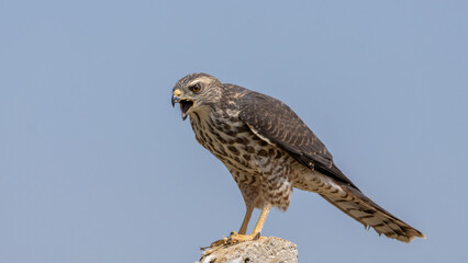 Levant Sparrowhawk that I photographed in Türkiye. Birds of prey.