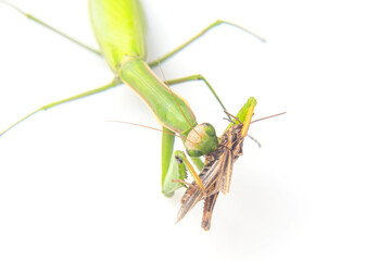praying mantis eats a grasshopper close-up on a white background. Hunting in the world of insects. Prey for eating insects