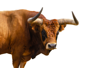 Autochthonous breed bull from the North of Portugal, Barrosá breed. Png transparent background