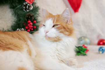 The cat lies on the sofa with a white blanket in a Christmas atmosphere. Cat and New Year. Cozy homely festive atmosphere and a pet. Sleepy cat is watching something