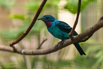 Spangled Cotinga, Cotinga cayana, detail portrait of exotic rare tropical bird in the nature habitat, dark green forest, Amazon, Brazil. Wildlife scene from jungle.