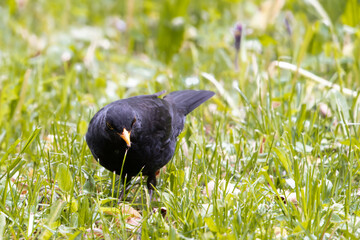 Black bird, blackbird, pecks in the meadow for food,  Turdus merula