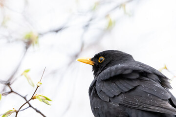 Black blackbird looking into the distance, macro, Turdus merula