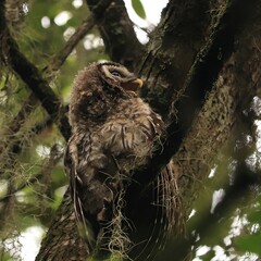 Fledgling Barred Owl Bolan Bluff Trail Paynes Prairie Gainesville Micanopy Florida
