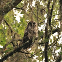 Fledgling Barred Owl Bolan Bluff Trail Paynes Prairie Gainesville Micanopy Florida