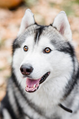 Close-up portrait of a Husky dog. Pet is happy, smiling, sticking out its pink tongue. Northern dogs
