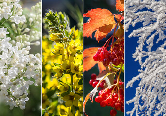 Four bright seasons - spring, summer, autumn, winter