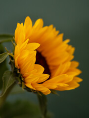 Sunflower flower close up on dark green background