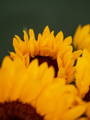 Fototapeta premium Bouquet of sunflowers close up on a dark green background