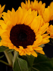 Bouquet of sunflowers close-up on a dark background