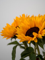 Bouquet of sunflowers close-up on a light background