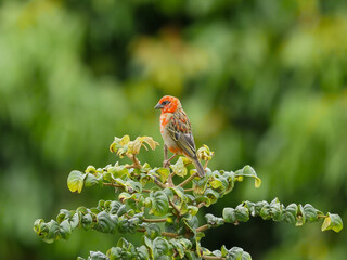 Bird with orange highlights in plumage color perching on top of tree in natural environment 
