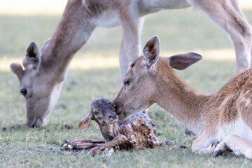 Deere, Doe with just born calf in a meadow, dama dama