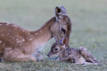 Doe cares for her newborn deer calf, dama dama