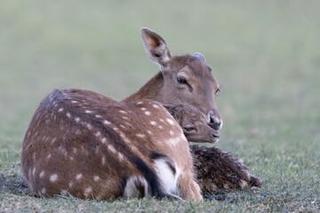 Mother deer cuddling with her newborn calf, Dama dama