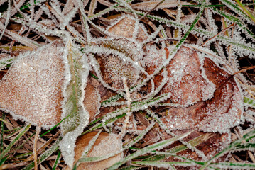 Brightly colored autumn leaves with dusting of frost