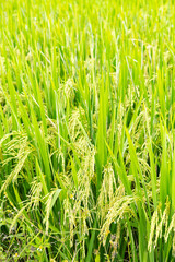 green paddy on field at vertical composition