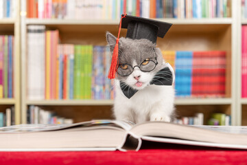 a cute british shorthair cat dressed as a doctor in front of a book shelf at horizontal composition