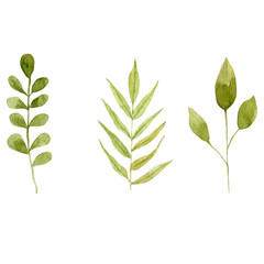 Watercolor set of green leaves, branches drawing. Botanical plant illustration isolated on white background for wedding invitations, cards, textiles