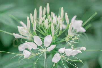 Pure white elegant spider flower buds and opened petals with beautiful green stem perfect for wedding or romantic invitation and wallpaper macro