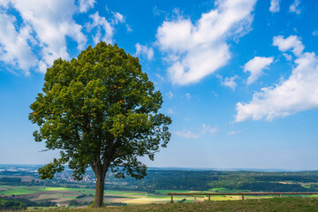 Fototapeta na wymiar A free-standing tree on the way up to Ehrenbürg, also called Walberla, near Kirchehrenbach/Germany in Franconian Switzerland