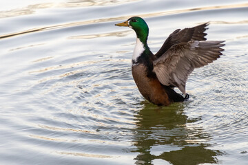 Obraz premium ánade real