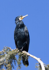 cormoran