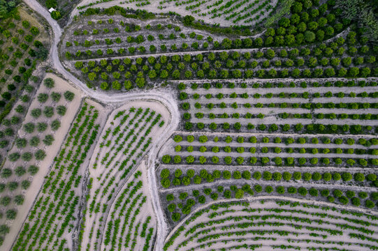 Aerial view of a serpentine road in a green agricultural fields, Zona Encinas, Cumbre del Sol, Alicante, Spain.