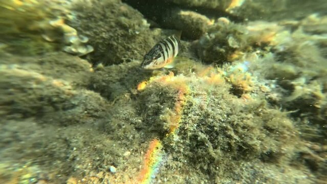 Serranus scriba on the seabed