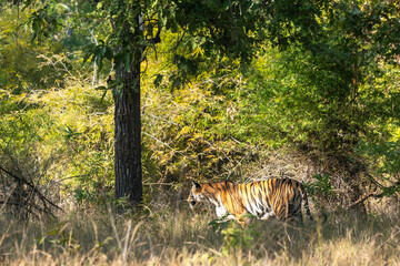 wild female bengal tiger or panthera tigris in natural green background on territory stroll side profile in winter morning safari at bandhavgarh national park forest reserve madhya pradesh india