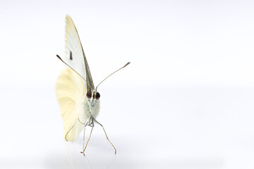 White butterfly, cabbage white, on light background, Pieris rapae