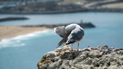 gaivota, passaro , maritimo, praia