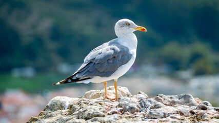 gaivota, passaro , maritimo, praia