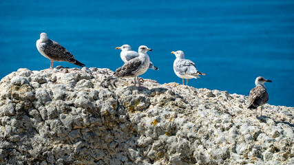 gaivota, passaro , maritimo, praia