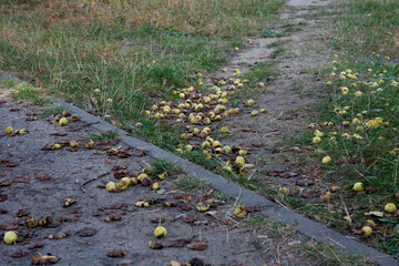 rotten pears are lying on the ground